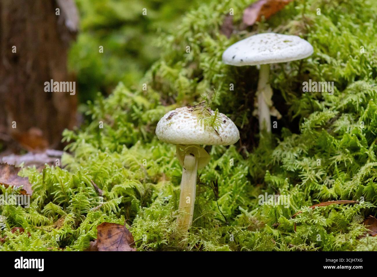 Deux Toadstools pâles poussant dans Thick Moss Banque D'Images