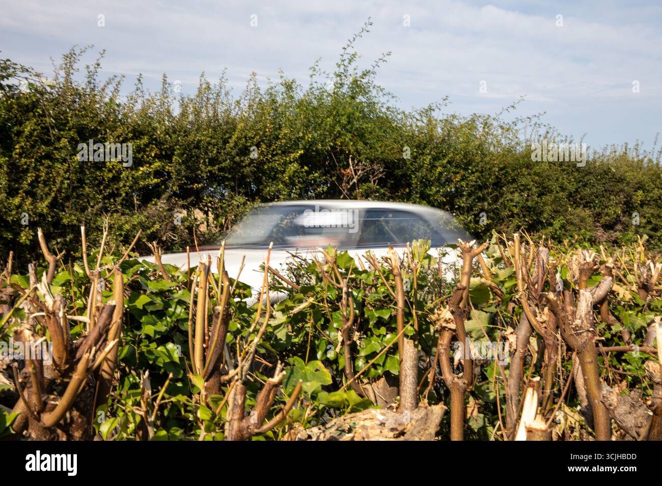 Guilford, Royaume-Uni. 07 septembre 2025. Une voiture qui accélère participe à une montée en côte. La 13e ascension de Shere Hill a attiré des centaines de passionnés d'automobile. Cet événement automobile annuel met en vedette des participants du public conduisant des véhicules standard, ainsi que des propriétaires de voitures de course, classiques et supercars, qui concourent sur une voie publique fermée pour obtenir le meilleur temps contre la montre. Outre la montée de la colline, les concurrents et les spectateurs ont eu la chance de voir les voitures concurrentes dans la grande zone de paddock à la ligne de départ du parcours. Crédit : SOPA images Limited/Alamy Live News Banque D'Images