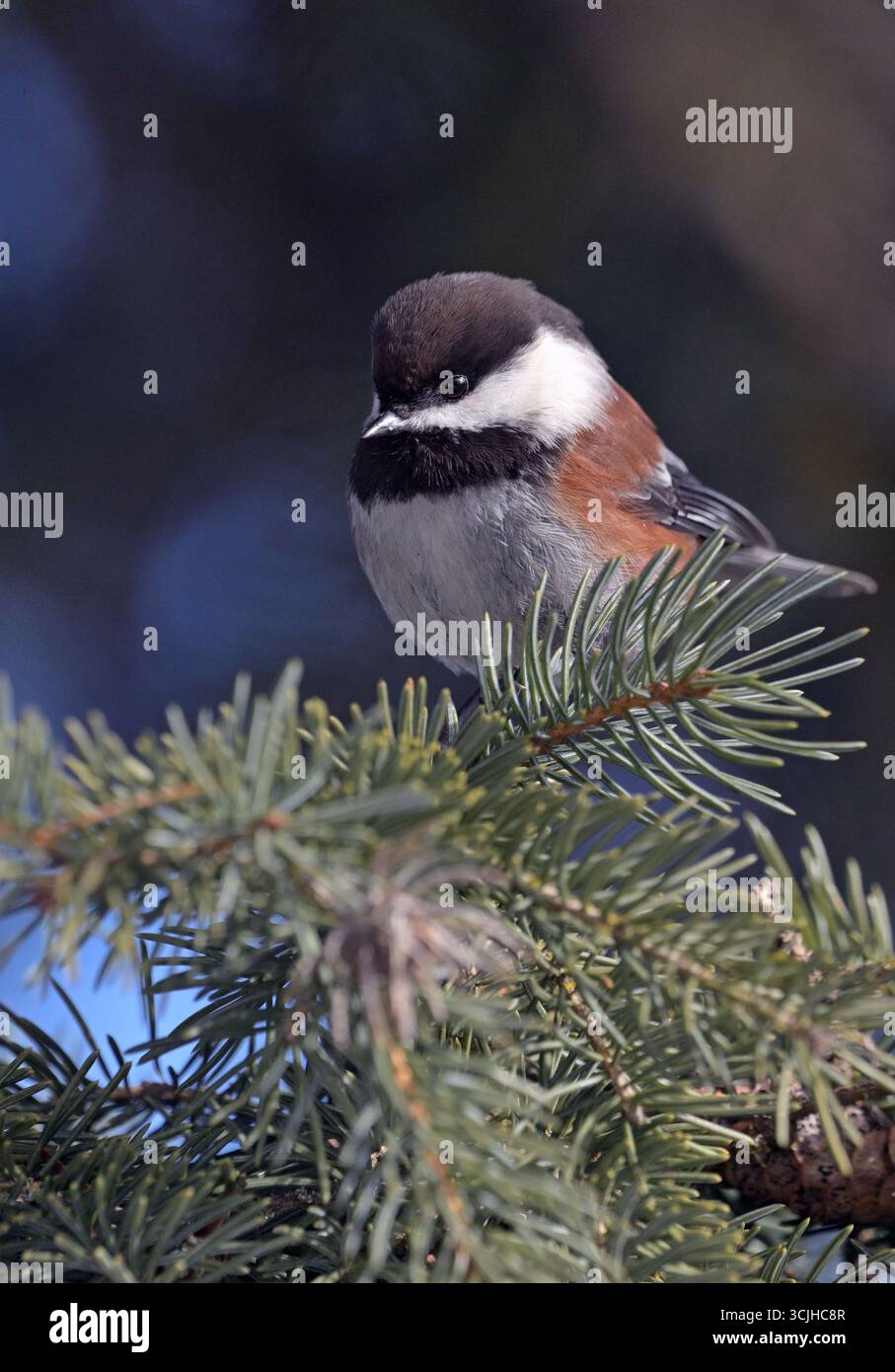 Chickadee à dos de châtaignier (Poecile rufescens) dans une épinette d'Engelmann à la fin de l'hiver. Yaak Valley, au nord-ouest du Montana. Banque D'Images