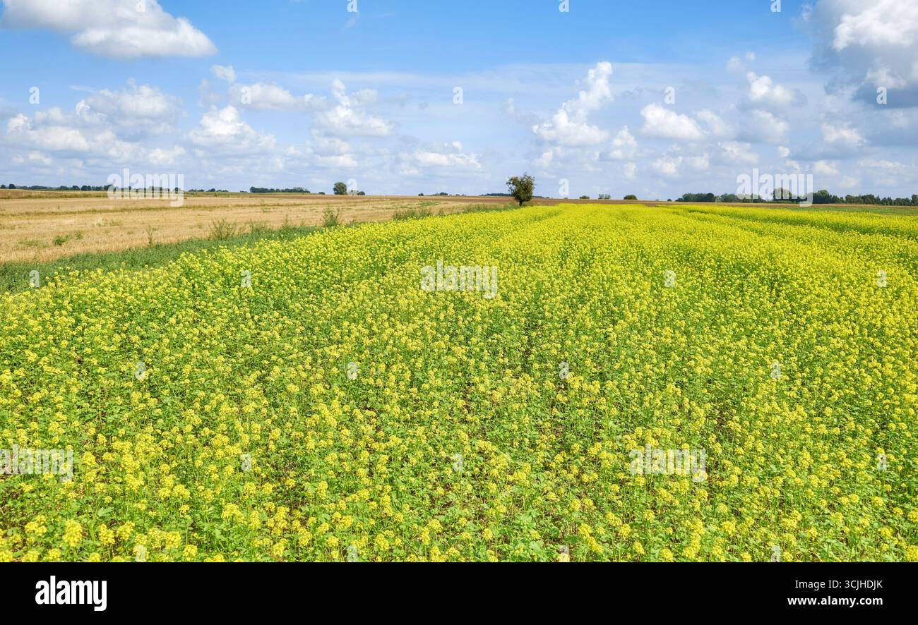 Paysage rural par une journée ensoleillée, Pologne. Banque D'Images