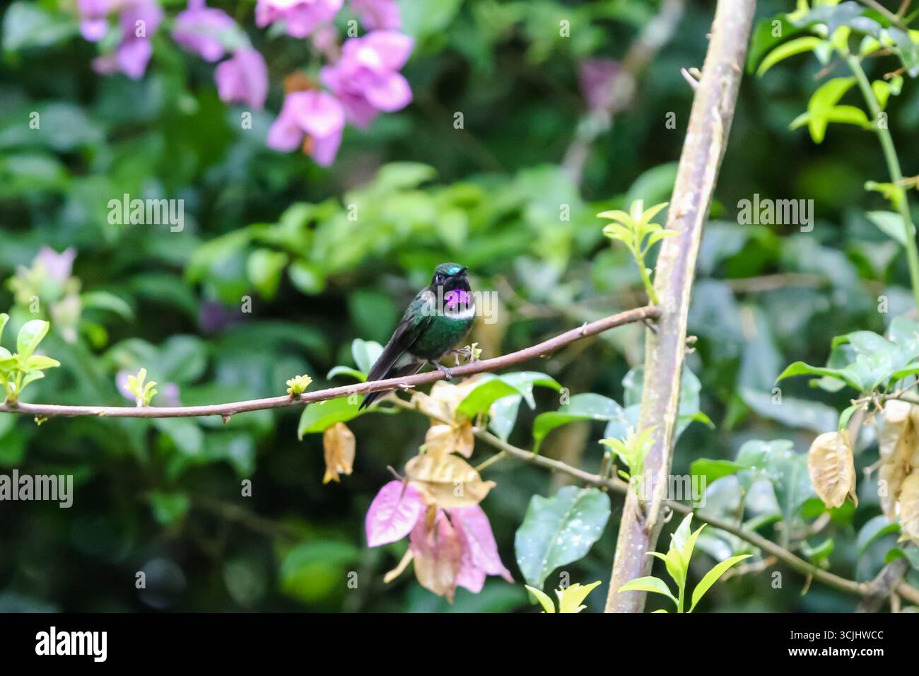 Diverses espèces de colibris, dont la Woodnymphe à couronne violette, la Woodstar à gorge violette et le brillant à couronne verte, ont été observées en cours de vol. Banque D'Images