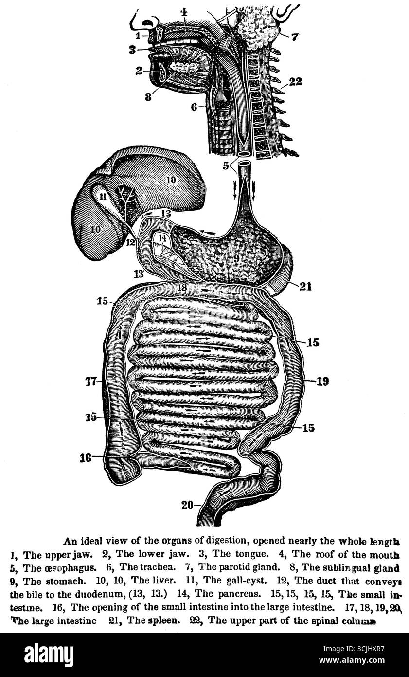Anatomie,vue des organes digestifs, ouvert presque à toute la longueur, illustration historique 1858 Banque D'Images