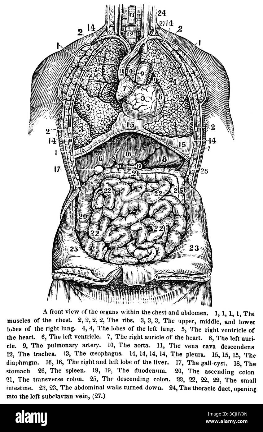 Anatomie du corps, hygiène et nutrition,vue de face des organes à l'intérieur du chst et de l'abdomen, illustration historique 1858 Banque D'Images
