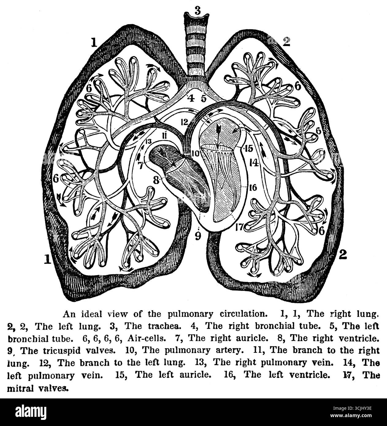 Anatomie des organes respiratoires, vue idéale de la circulation pulmonaire, illustration historique 1858 Banque D'Images