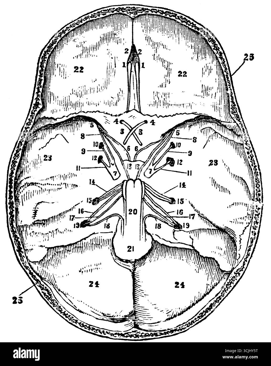 Anatomie du système nerveux, base du crâne et ouvertures pour le passage des nerfs crâniens, illustration historique 1858 Banque D'Images