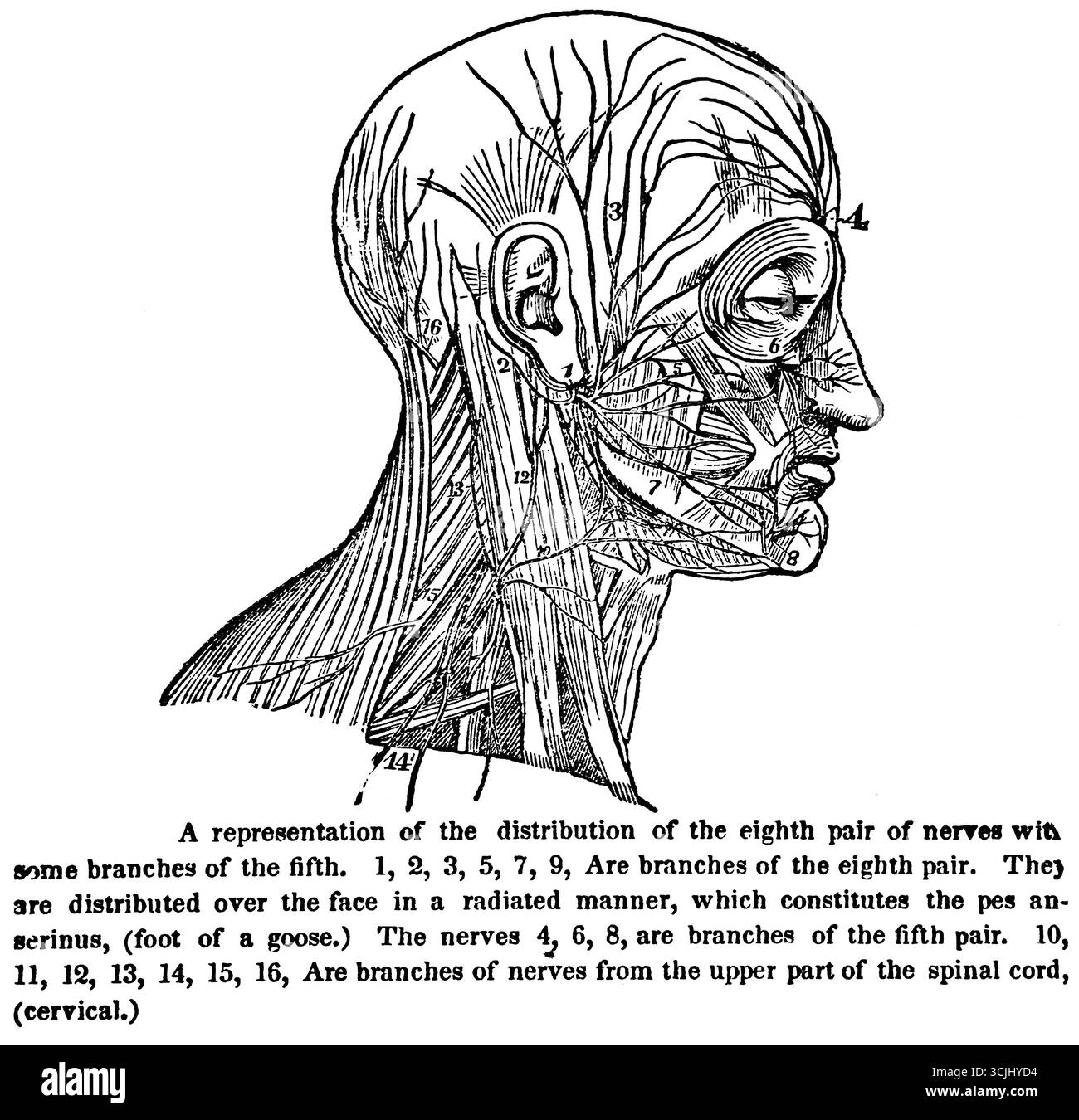 Physiolog du système nerveux, représentation de la distribution de la huitième paire de nerfs, branches de la cinquième, illustration historique 1858 Banque D'Images