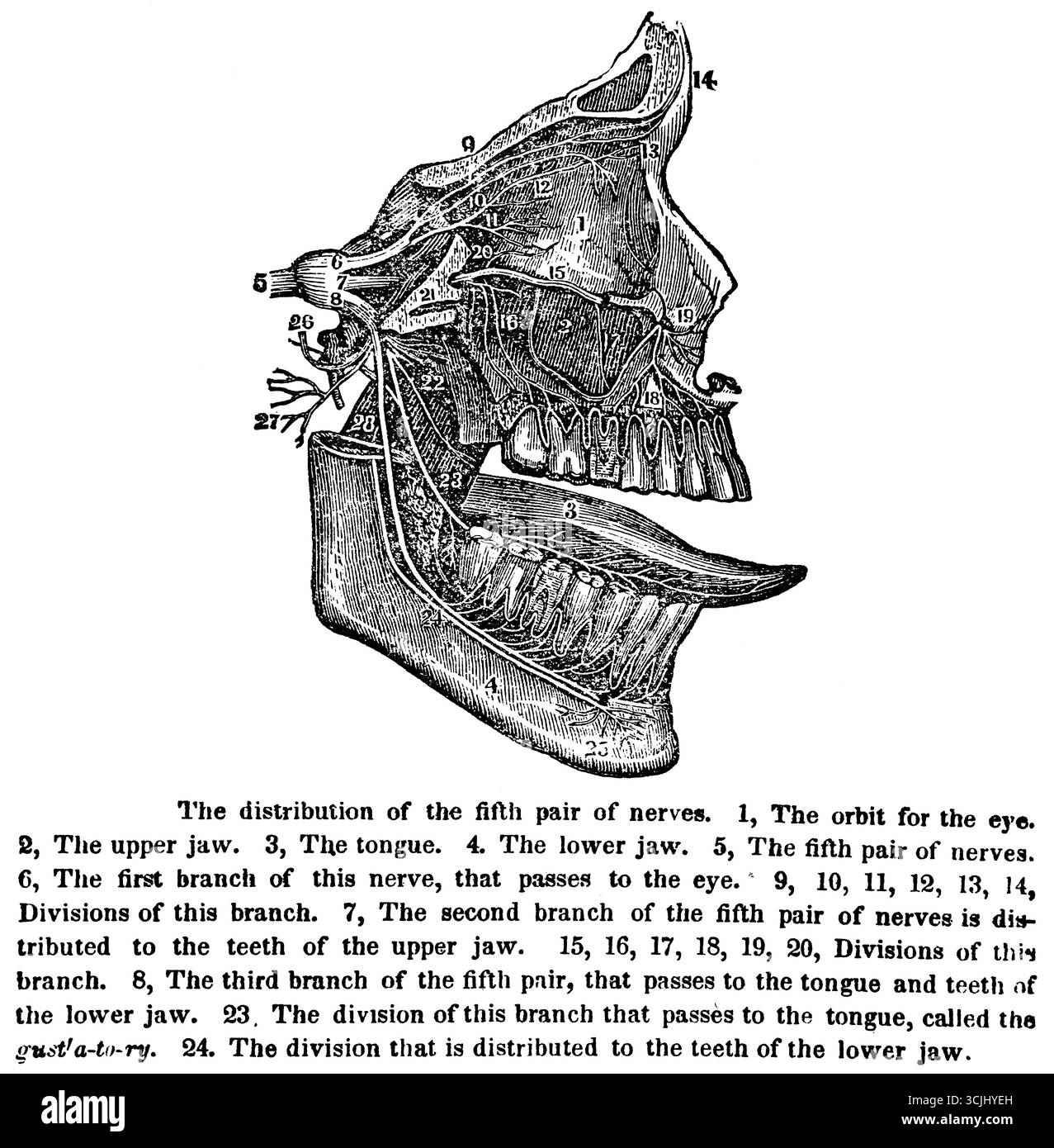 Physiologie du système nerveux, la distribution de la cinquième paire de nerfs, illustration historique 1858 Banque D'Images