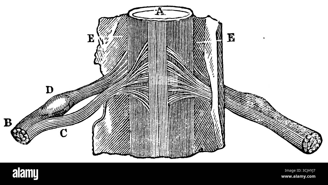 Physiologie du système nerveux, section de la moelle épinière entourée de sa gaine, illustration historique 1858 Banque D'Images