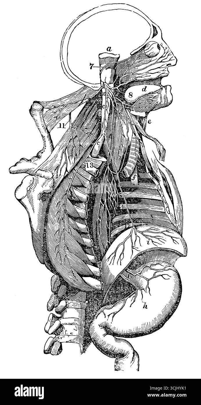 Physiologie du système nerveux, répartition des nerfs respiratoires, illustration historique 1858 Banque D'Images