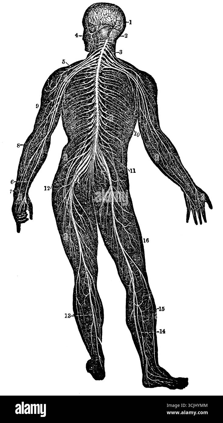 Physiologie du système nerveux, vue arrière du cerveau et de la moelle épinière, illustration historique 1858 Banque D'Images