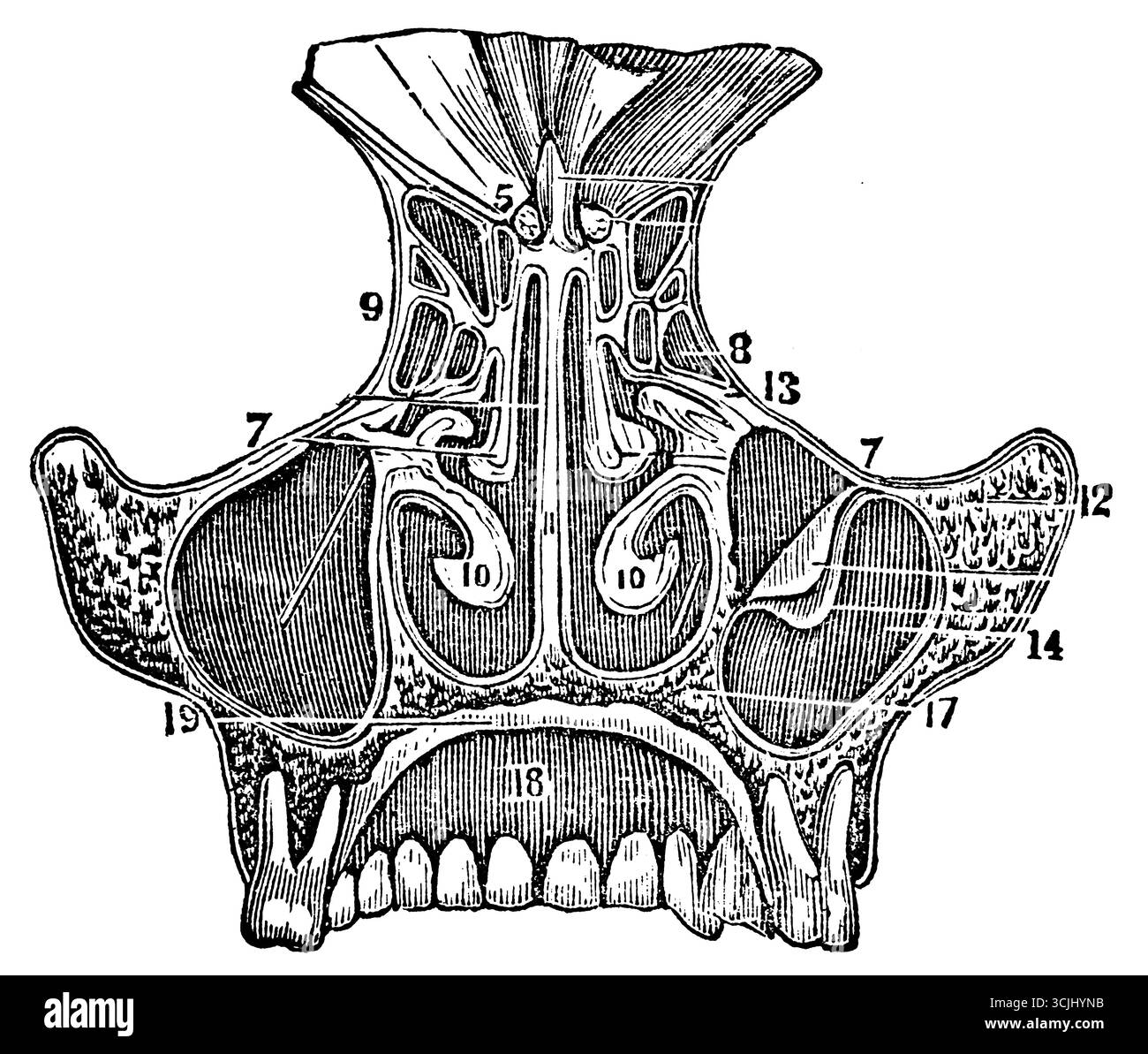 Anatomie des organes de l'odorat, coupe verticale de la partie médiane des fosses nasales, illustration historique 1858 Banque D'Images