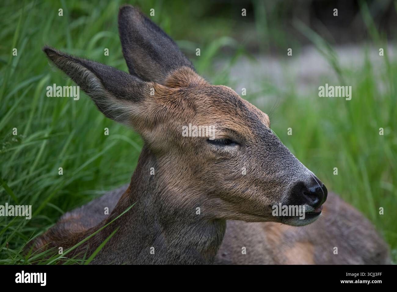 Capreolus capreolus, également connu sous le nom de Roe, Western Roe Deer ou European Roe. Banque D'Images