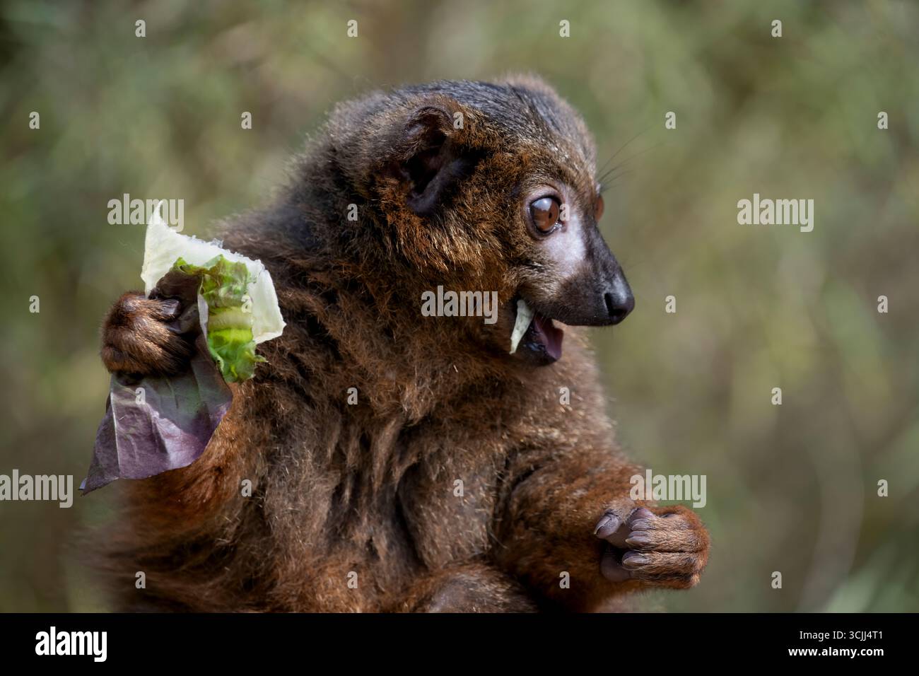 Le lémurien à ventre rouge (Eulemur rubrique), un primate strepsirrhine de taille moyenne au pelage marron luxuriant. Banque D'Images
