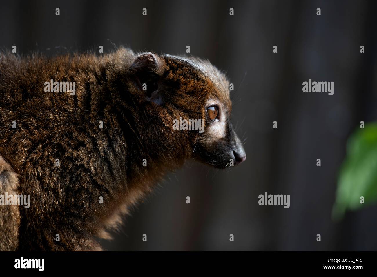 Le lémurien à ventre rouge (Eulemur rubrique), un primate strepsirrhine de taille moyenne au pelage marron luxuriant. Banque D'Images