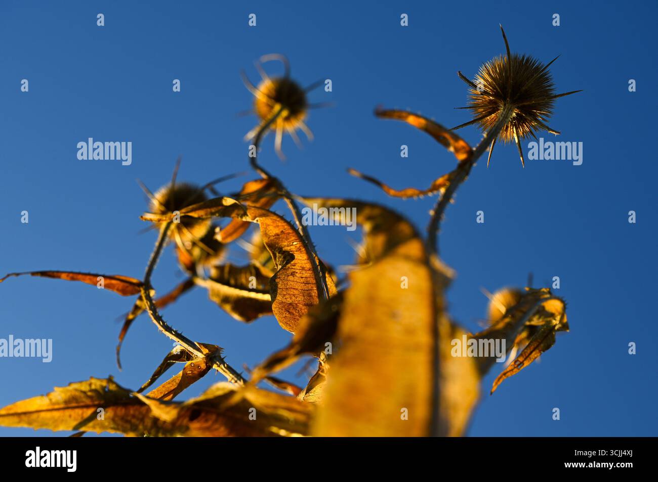 Chardon doré épineux ou chardons globe avec des épines, une mauvaise herbe dans la prairie naturelle, également connue sous le nom de plante d'échinops, avec un ciel bleu tôt le matin. Banque D'Images