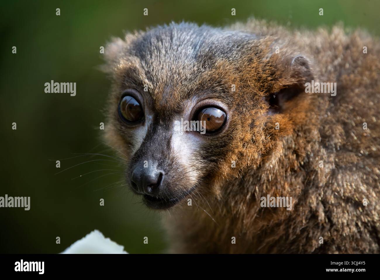 Le lémurien à ventre rouge (Eulemur rubrique), un primate strepsirrhine de taille moyenne au pelage marron luxuriant. Banque D'Images