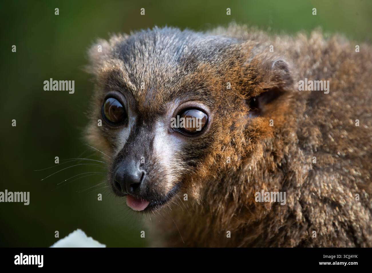 Le lémurien à ventre rouge (Eulemur rubrique), un primate strepsirrhine de taille moyenne au pelage marron luxuriant. Banque D'Images