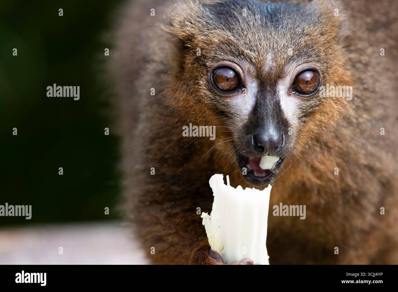 Le lémurien à ventre rouge (Eulemur rubrique), un primate strepsirrhine de taille moyenne au pelage marron luxuriant. Banque D'Images