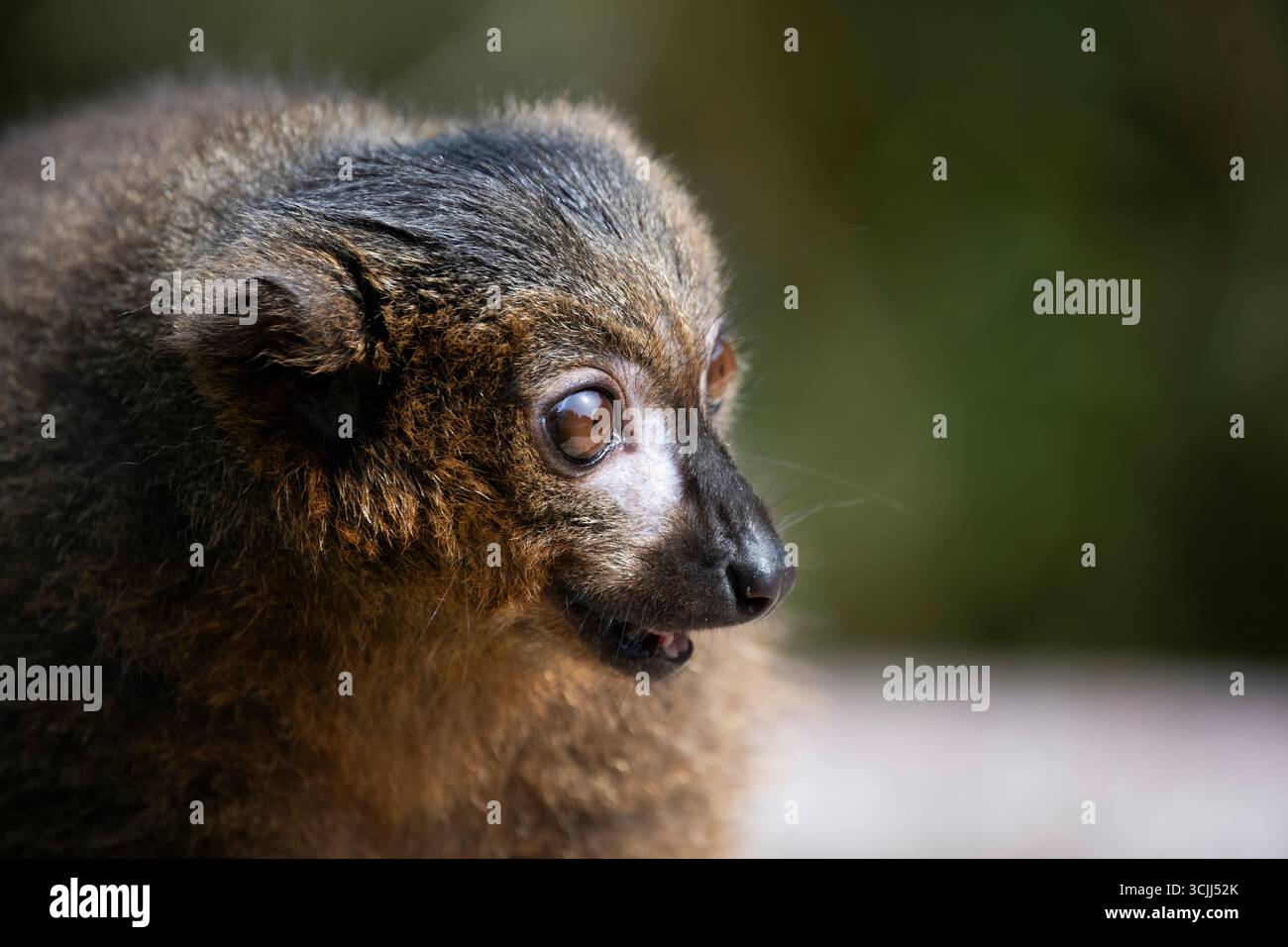 Le lémurien à ventre rouge (Eulemur rubrique), un primate strepsirrhine de taille moyenne au pelage marron luxuriant. Banque D'Images
