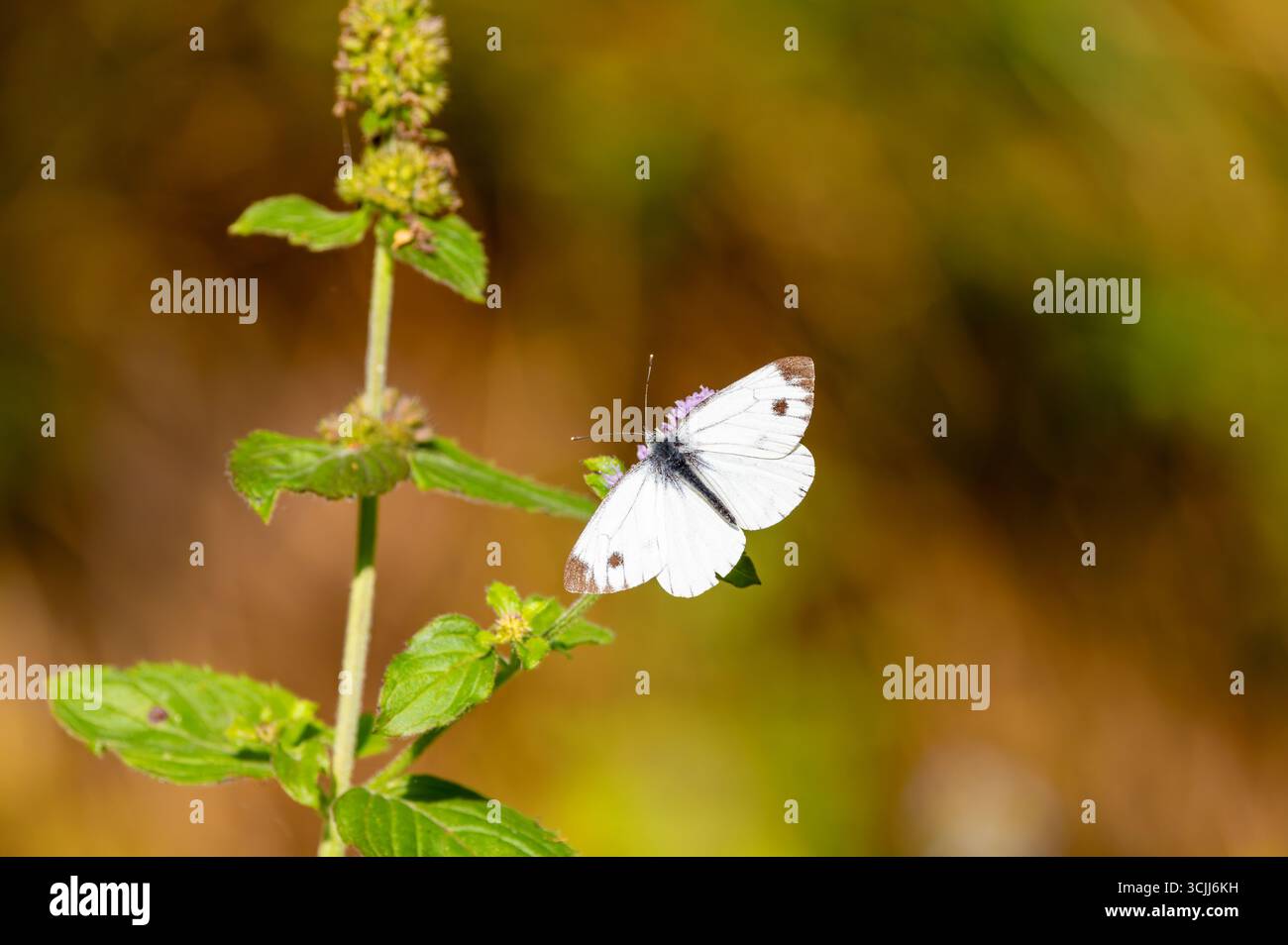 'Petit papillon blanc' 'Pieris rapae' se nourrissant de fleurs sauvages à l'aide de son proboscis. Insecte aux ailes blanches brillantes, ailes avant à pointe foncée. Irlande Banque D'Images