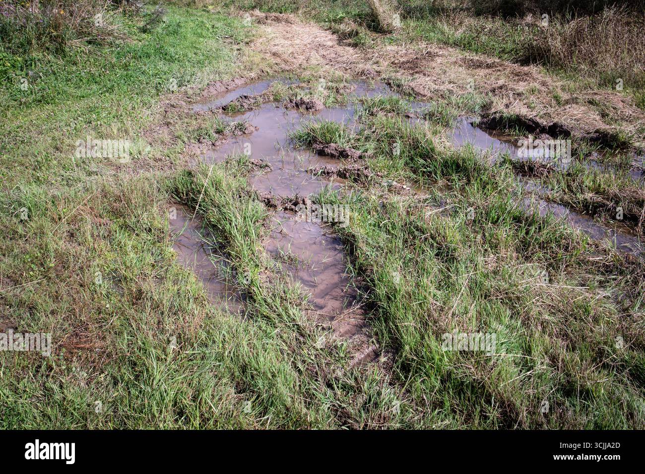 Traces profondes de pneus boueux sur un terrain rural humide après de fortes pluies montrant des dommages au sol et un mauvais drainage. Banque D'Images