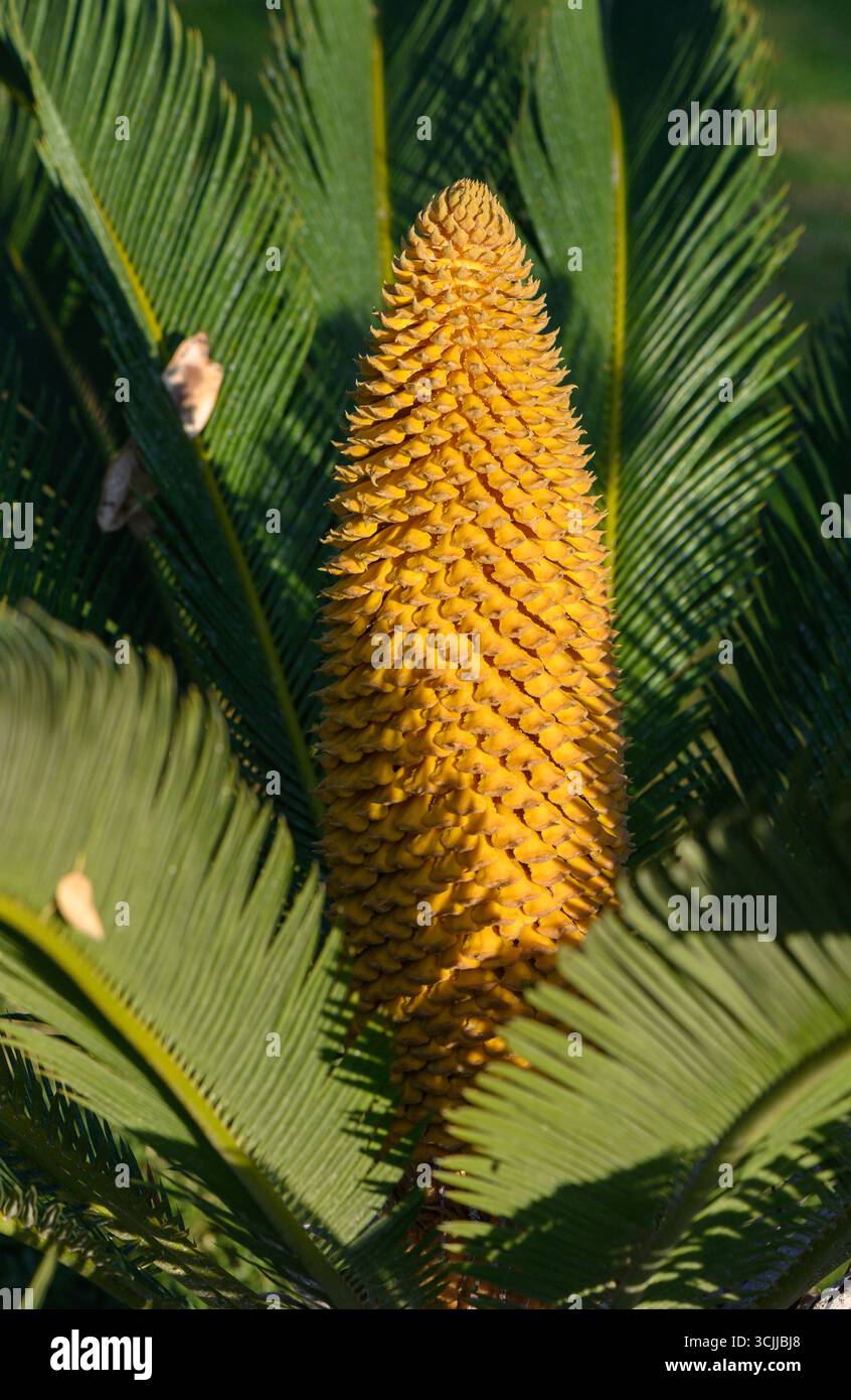 Gros plan d'une fleur tombante de Cycas revoluta (palmier sagou) à Chypre, mettant en valeur son caractère exotique et ornemental. Banque D'Images