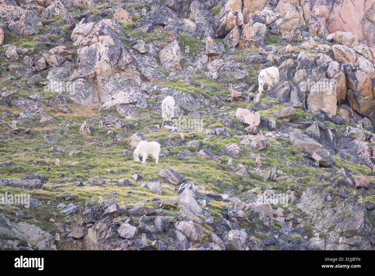 Chèvres de montagne (Oreamnos americanus). Juin dans la forêt nationale de Shoshone, Wyoming. Banque D'Images