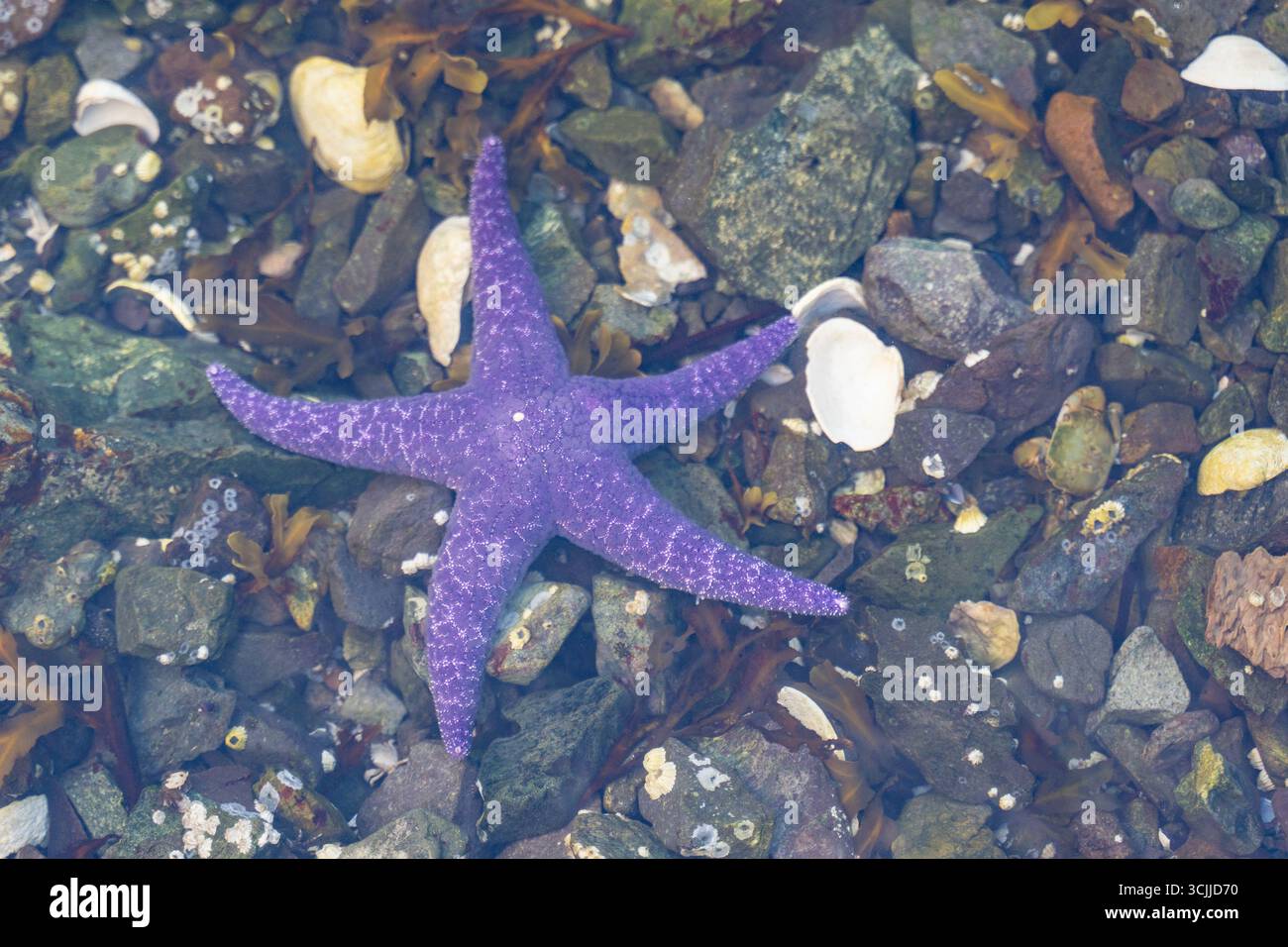 Purple Sea Star (Pisaster ochraceus) trouvé sur une plage rocheuse à marée basse sur l'île de Vancouver, Colombie-Britannique, Canada Banque D'Images