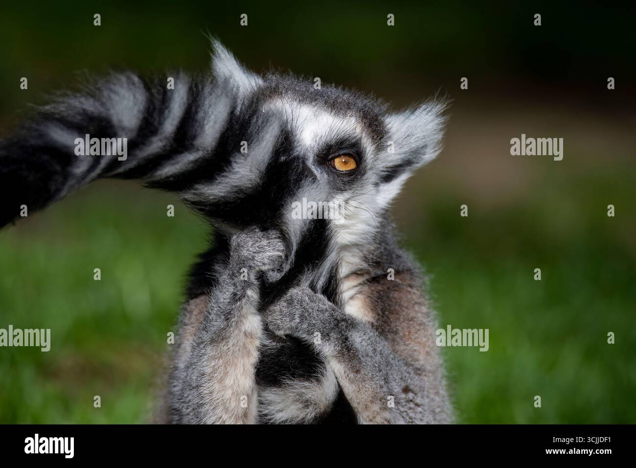 Le lémurien à queue annulaire (Lemur catta), un primate strepsirrhine (nez mouillé). Il appartient aux Lemuridae, l'une des cinq familles de lémuriens. Banque D'Images