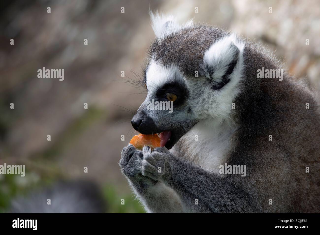 Le lémurien à queue annulaire (Lemur catta), un primate strepsirrhine (nez mouillé). Il appartient aux Lemuridae, l'une des cinq familles de lémuriens. Banque D'Images