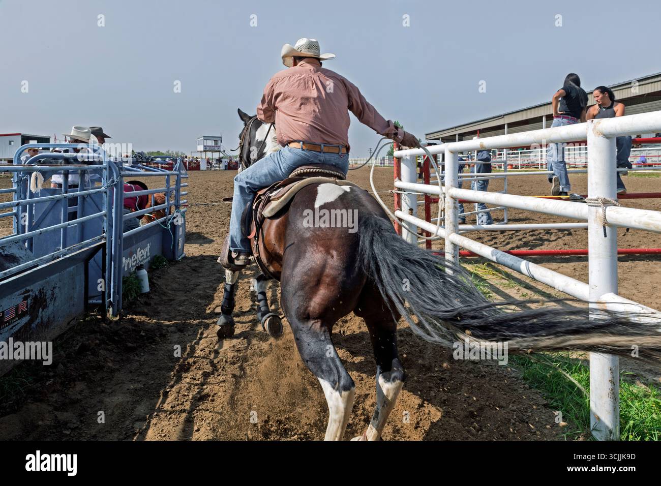 Un cow-boy à cheval tente habilement de lasso un veau dans un événement de rodéo de rodéo échappatoire au Maskwacis Indian Rodeo Alberta Canada Banque D'Images