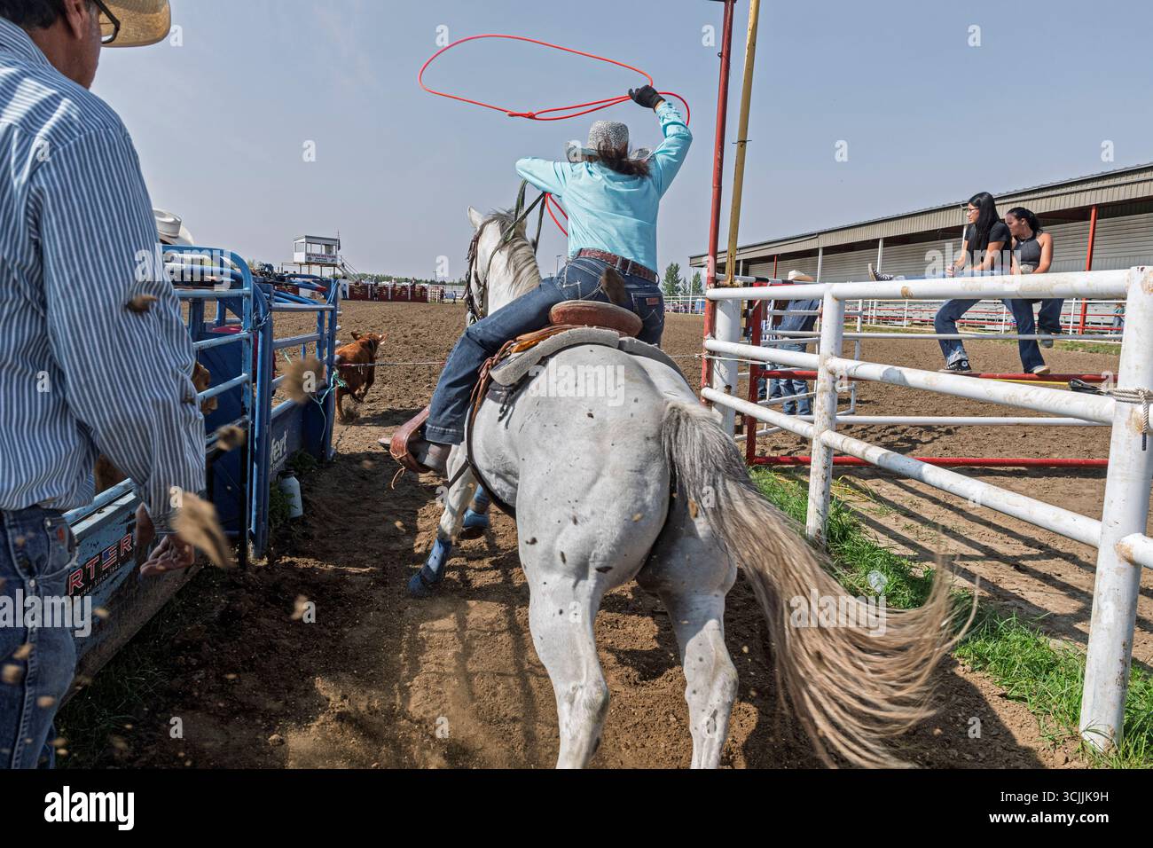 Une cow-girl à cheval tente habilement de lasso un veau dans un événement de rodéo de rodéo de corde de veau échappé au Maskwacis Indian Rodeo Alberta Canada Banque D'Images