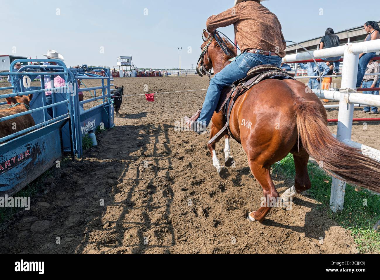 Cow-boy à cheval tente habilement de lasso un veau dans un événement de rodéo palpitant capturé lors du Maskwacis Indian Rodeo Alberta Canada Banque D'Images