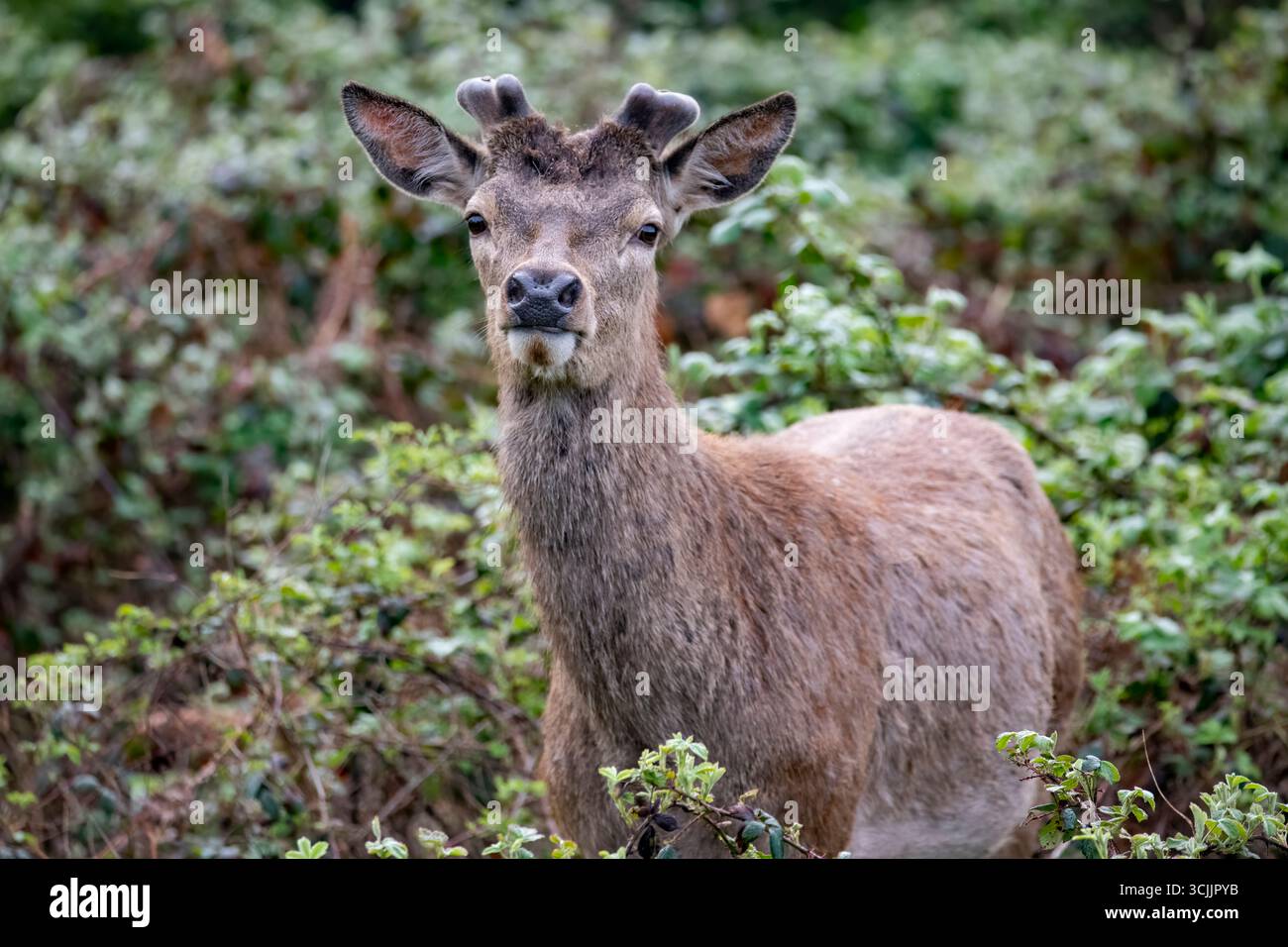 Le cerf rouge (Cervus elaphus) est l'une des plus grandes espèces de cerfs. Un cerf rouge mâle est appelé cerf ou hart, et une femelle est appelée biche ou arrière. Banque D'Images