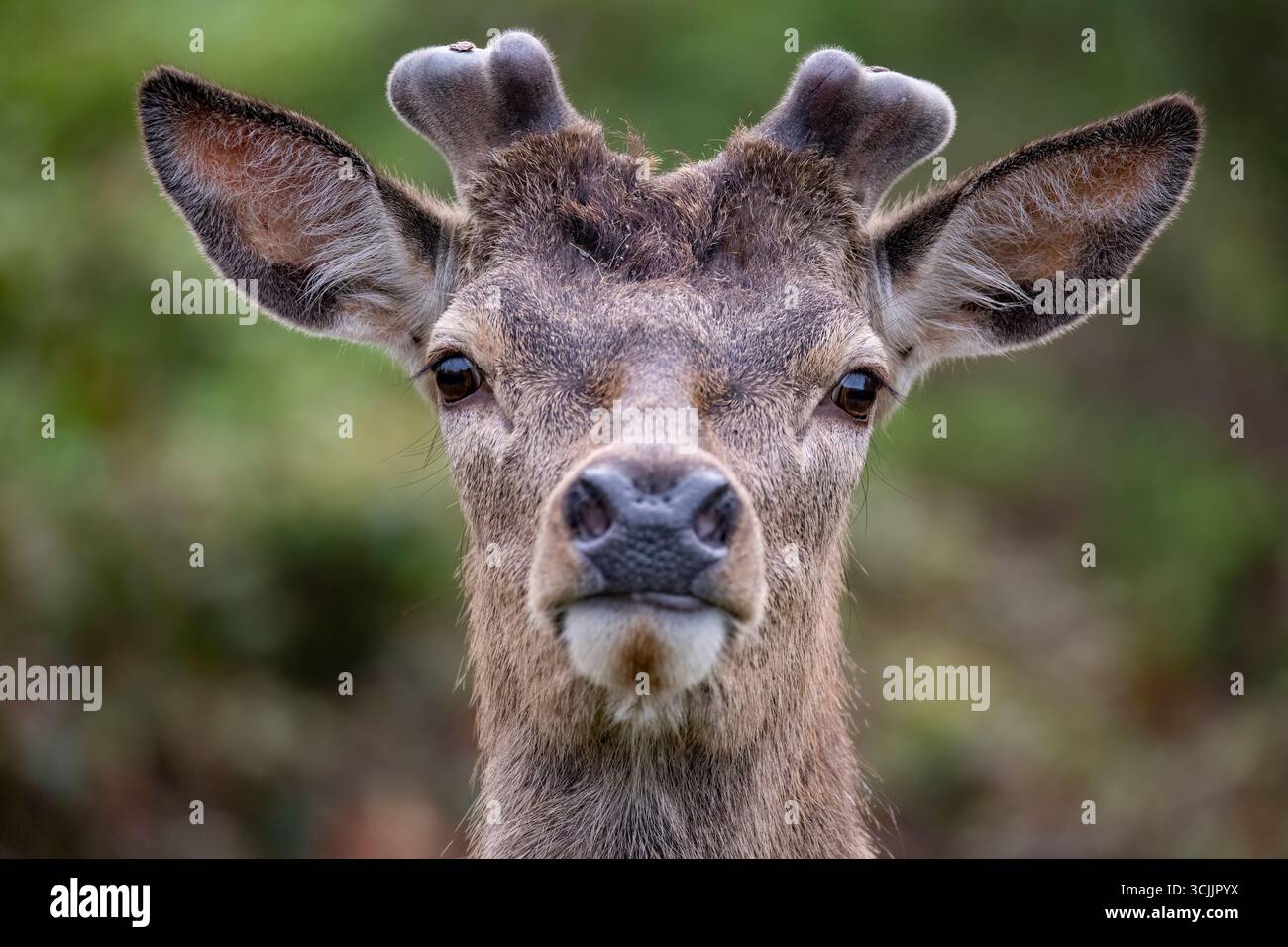 Le cerf rouge (Cervus elaphus) est l'une des plus grandes espèces de cerfs. Un cerf rouge mâle est appelé cerf ou hart, et une femelle est appelée biche ou arrière. Banque D'Images