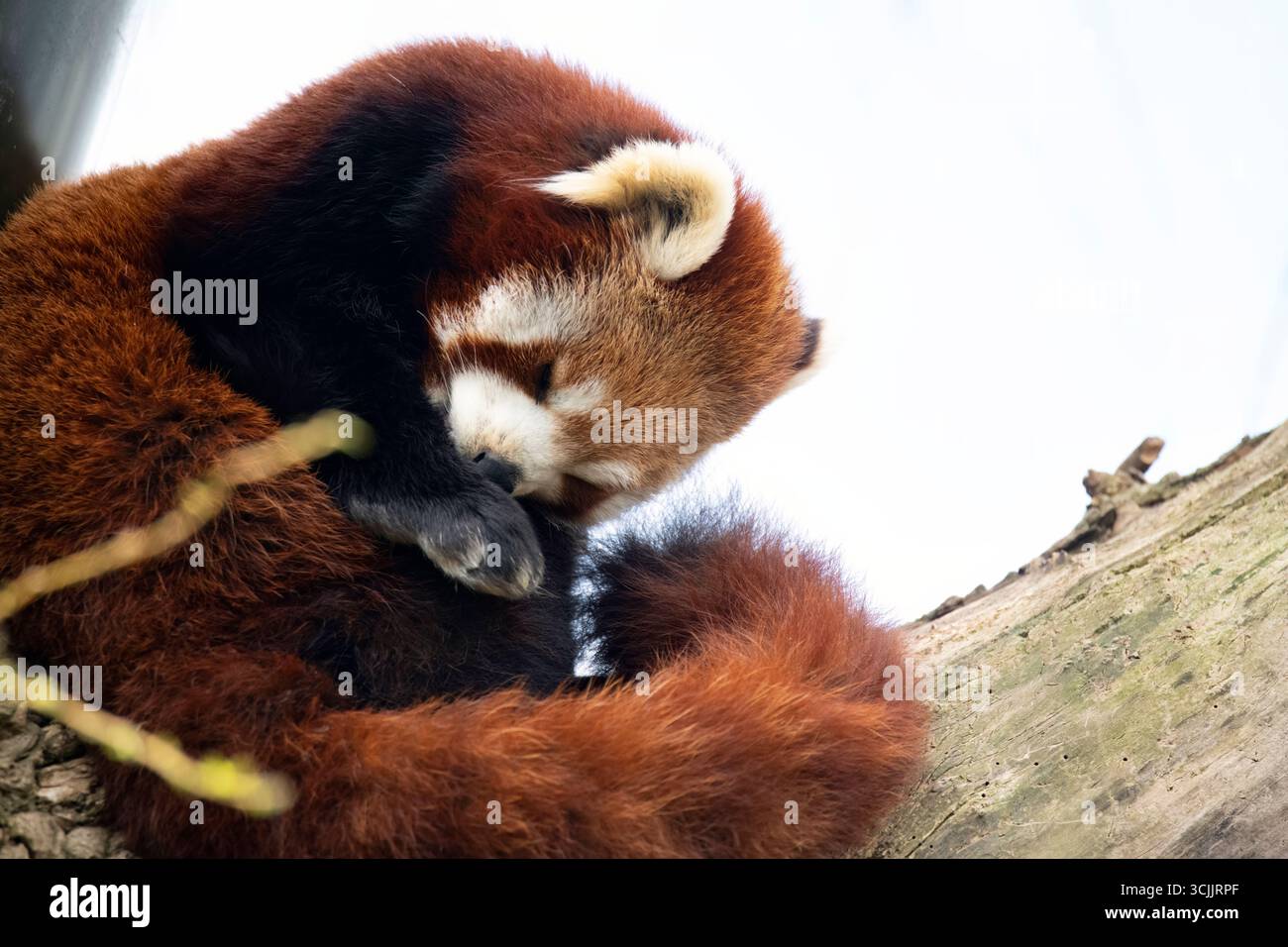 Le panda roux (Ailurus fulgens), également connu sous le nom de petit panda, est un petit mammifère originaire de l'est de l'Himalaya et du sud-ouest de la Chine. Banque D'Images