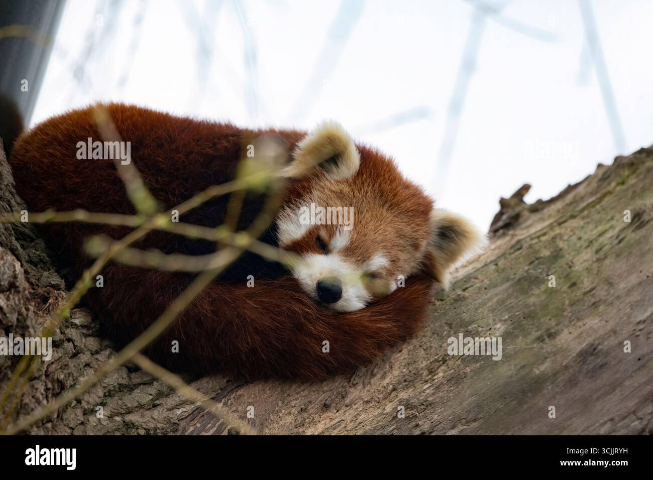 Le panda roux (Ailurus fulgens), également connu sous le nom de petit panda, est un petit mammifère originaire de l'est de l'Himalaya et du sud-ouest de la Chine. Banque D'Images