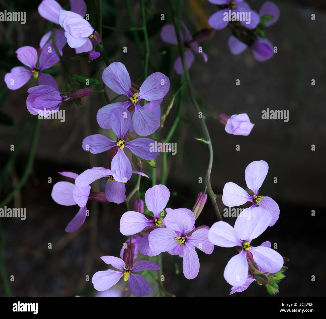 Une étude florale détaillée mettant en valeur la texture tendre et la beauté naturelle des pétales de maîtresse violets Banque D'Images