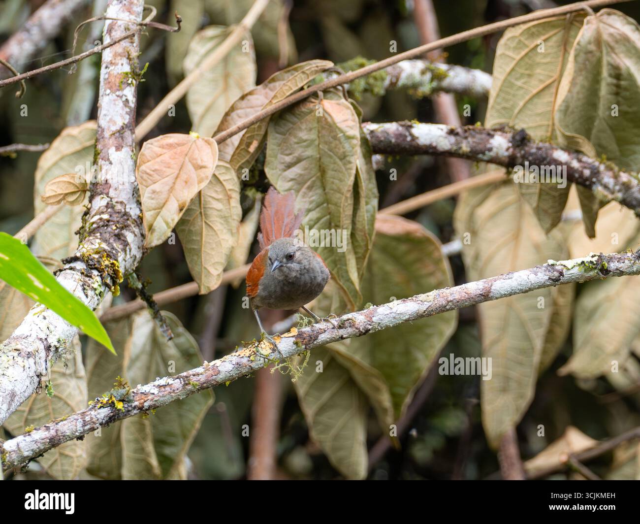 Marañon Spinetail, Synallaxis maranonica, un oiseau en danger critique dans la haute vallée du Marañon, dans le sud de l'Équateur Banque D'Images