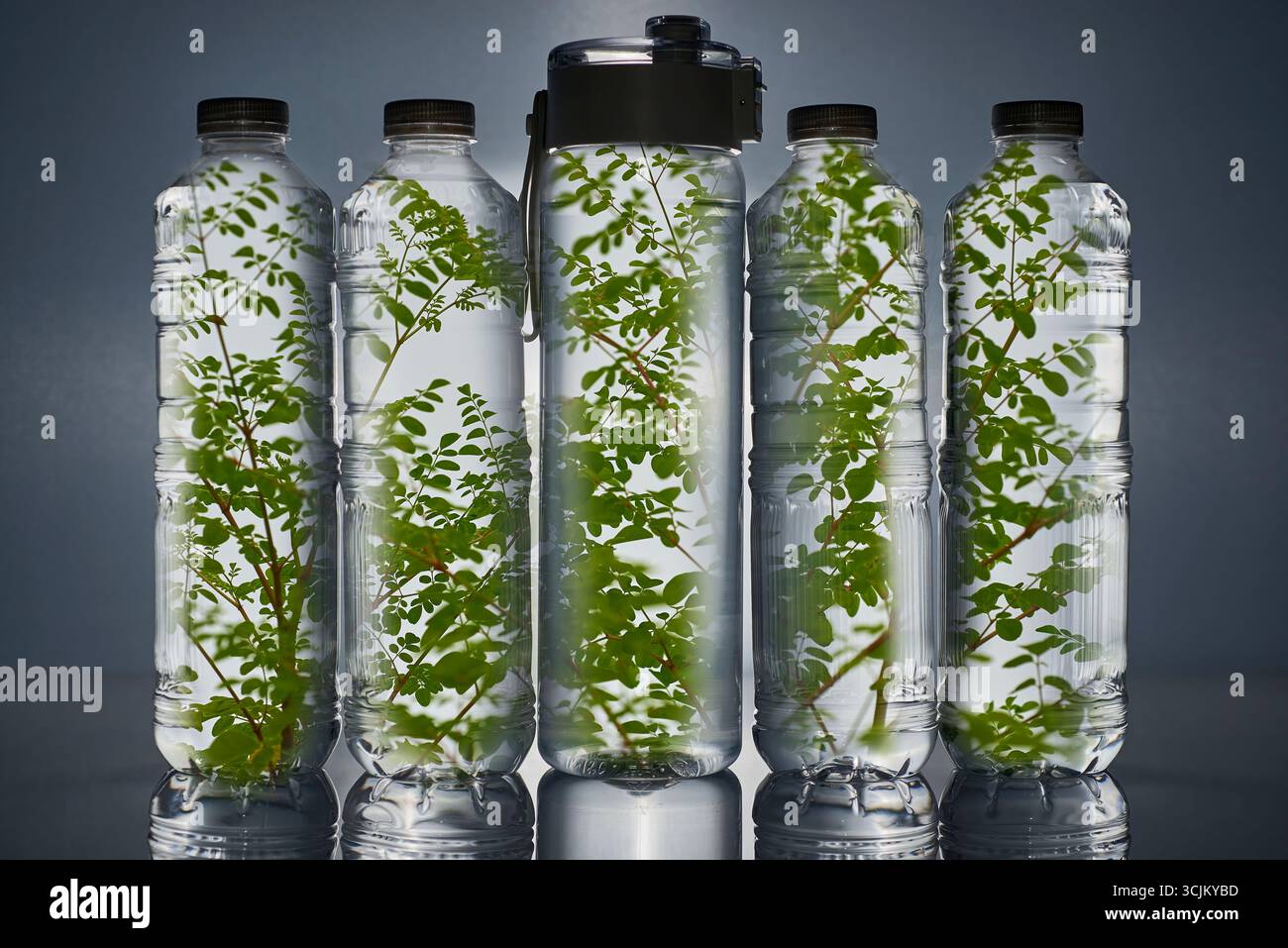 Branches d'arbres fraîches immergées dans des bouteilles d'eau, avec une bouteille réutilisable au centre. Une image conceptuelle de l'eau infusée aux herbes, de la durabilité, de l'éco- Banque D'Images