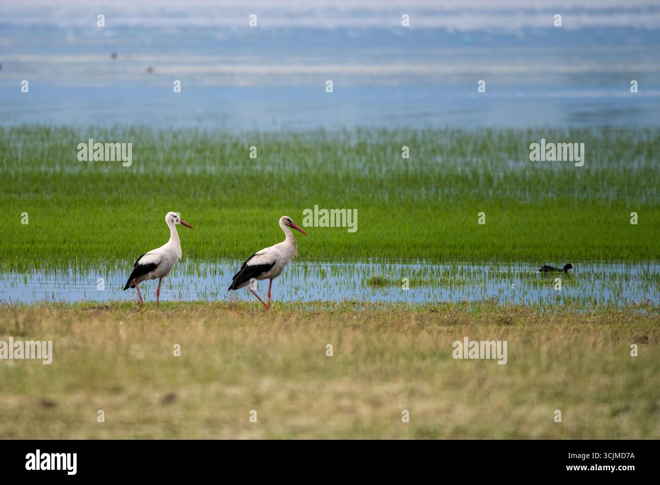 Cigognes blanches sereines dans un paysage de zones humides luxuriantes Banque D'Images