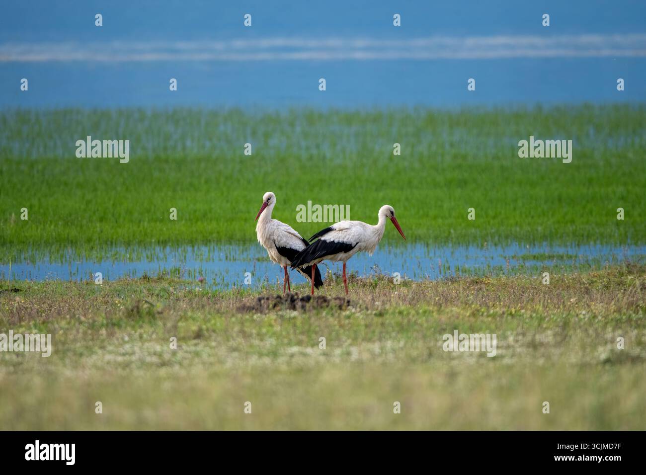 Cigognes blanches sereines dans un paysage de zones humides luxuriantes Banque D'Images