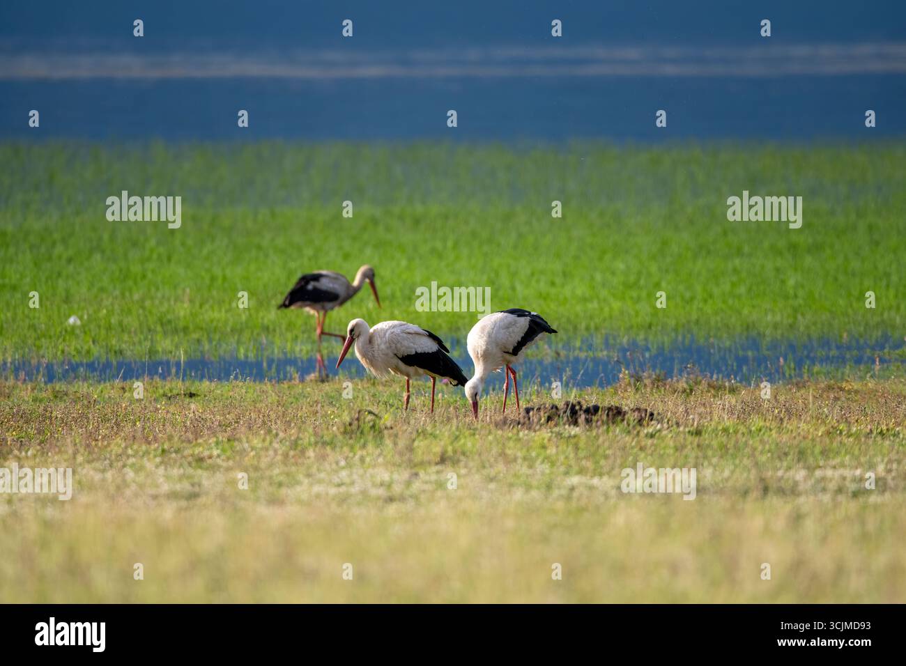 Cigognes blanches sereines dans un paysage de zones humides luxuriantes Banque D'Images