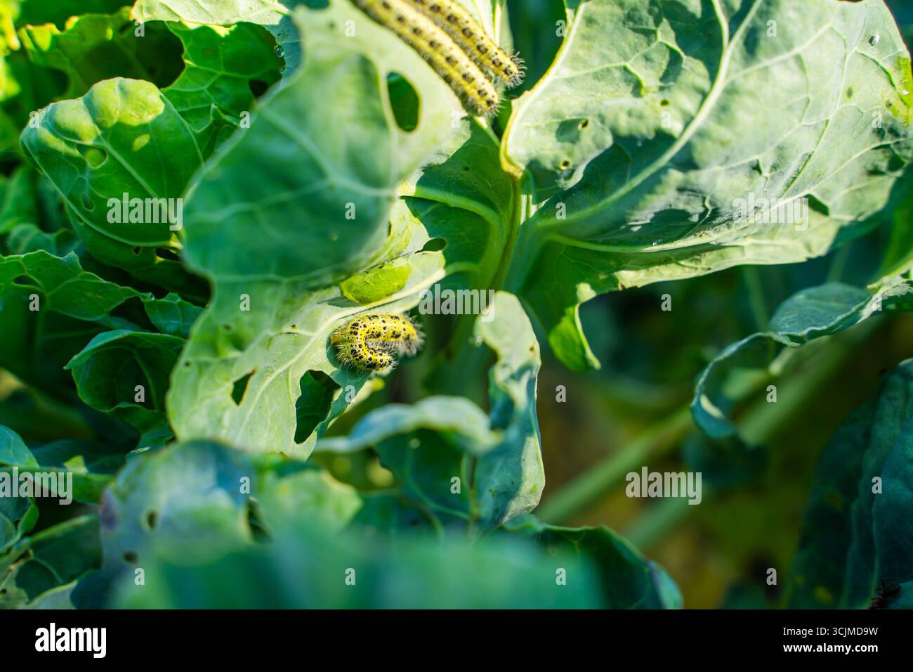Chenilles Pieris brassicae mangeant des feuilles de choux de Bruxelles, gros plan. Parasites des légumes dans le jardin. Banque D'Images