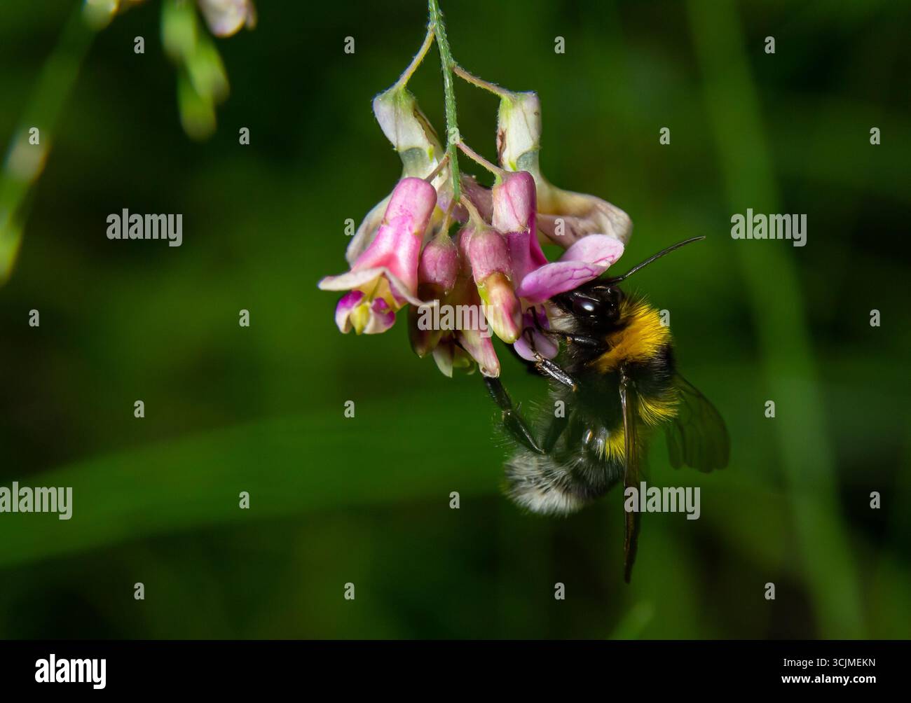 Bourdon assis sur une fleur de chardon, gros plan. Vue de face. Espèce Bombus. Banque D'Images