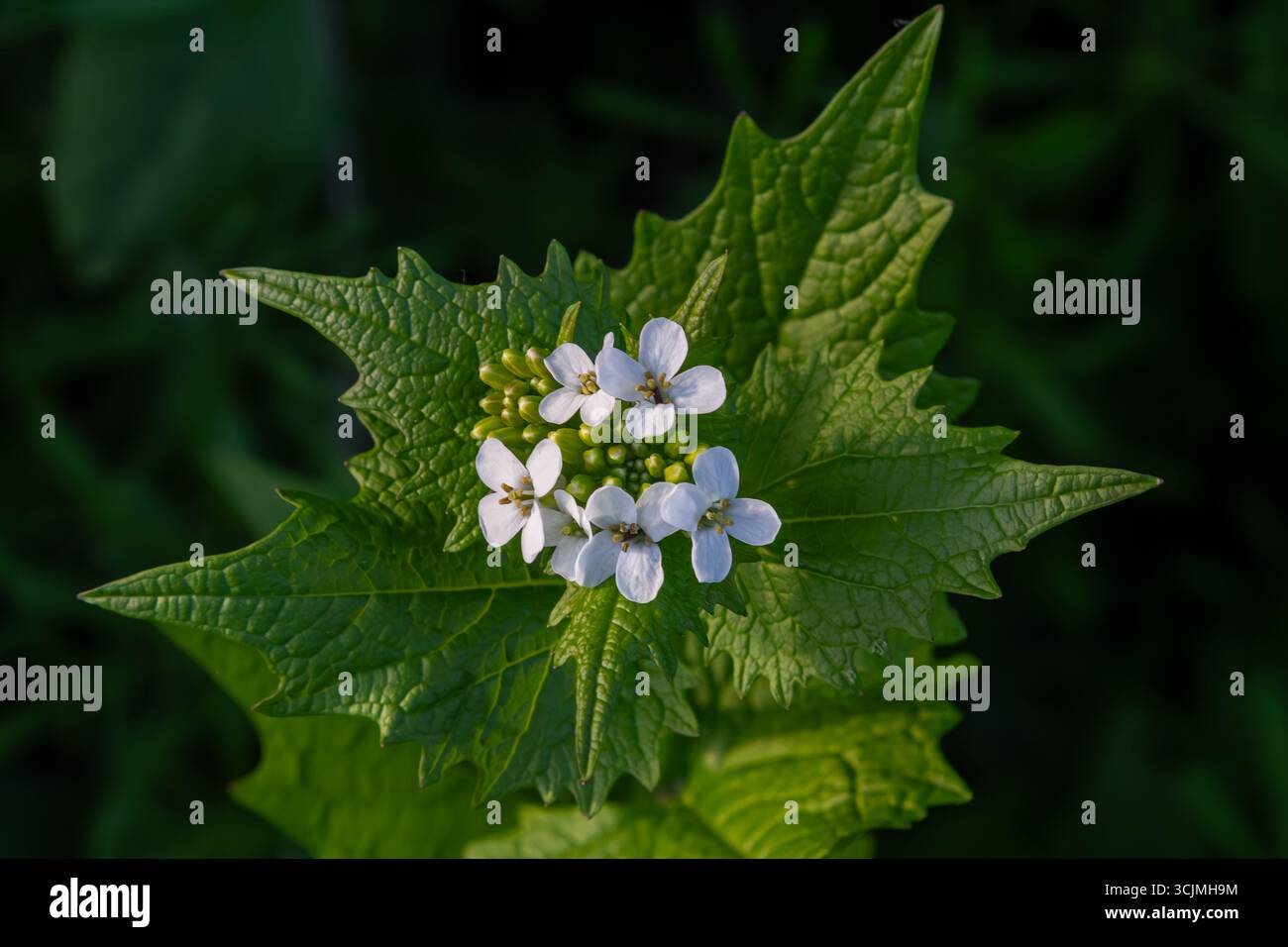La moutarde à l'ail avec ses larges feuilles vertes distinctes et ses grappes de fleurs blanches prospère dans un cadre luxuriant mettant en valeur sa beauté pendant le sprin vibrant Banque D'Images