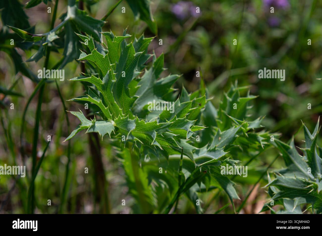 Field Eryngo met en valeur ses feuilles épineuses uniques au milieu d'une végétation luxuriante avec la lumière douce du soleil illuminant la flore environnante dans un setti en plein air tranquille Banque D'Images