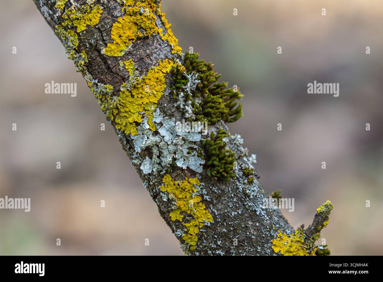 Xanthoria parietina lichen jaune-orange vif se développe sur l'écorce rugueuse d'un arbre mettant en évidence le cadre de la forêt vivante vibrante pendant le début croustillant sp Banque D'Images