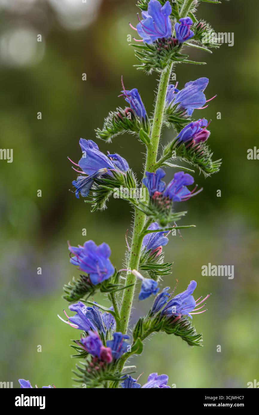 Les fleurs de bugloss de vibrant Viper poussent haut dans un pré avec de riches pétales bleus et un feuillage vert se prélassant dans la lumière chaude du soleil du printemps. Banque D'Images