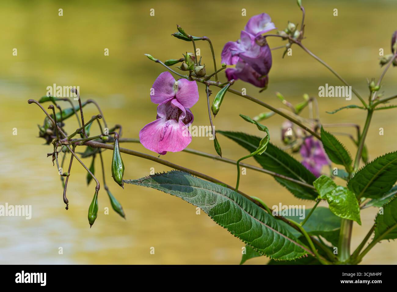 Le baume de l'Himalaya prospère le long de la rive affichant des grappes de fleurs violettes sur fond de feuilles vertes à la fin du printemps. Banque D'Images